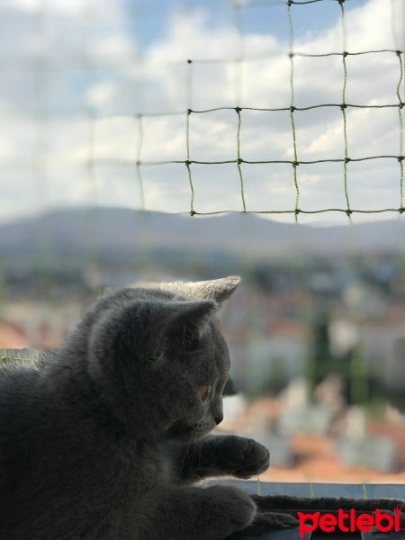 British Shorthair, Kedi  Çakıl fotoğrafı