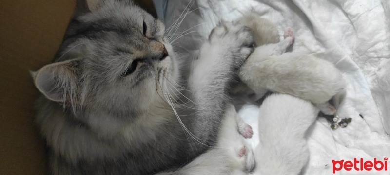 British Longhair, Kedi  Mia fotoğrafı