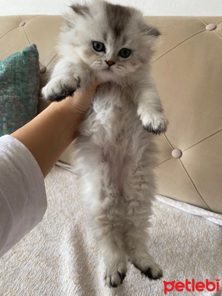 British Longhair, Kedi  Mia fotoğrafı