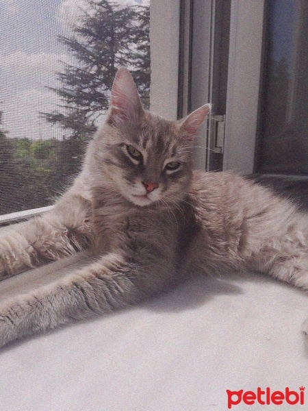 Tekir Kedi, Kedi  Duman fotoğrafı