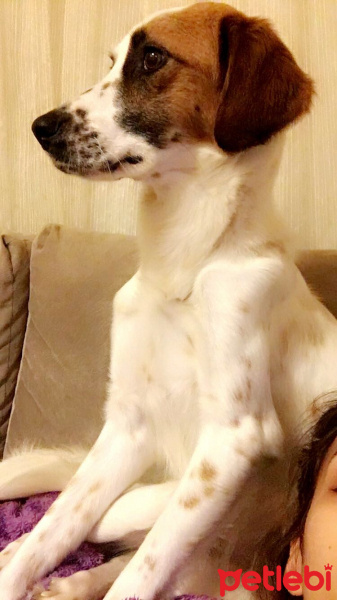 Pointer, Köpek  Lilith fotoğrafı