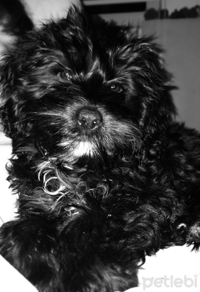 Maltese, Köpek  Luna fotoğrafı