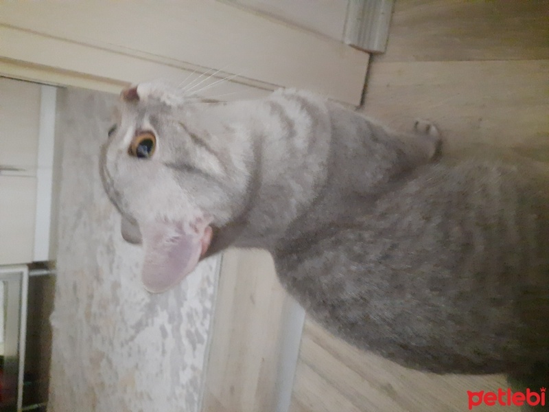 British Shorthair, Kedi  Duman fotoğrafı