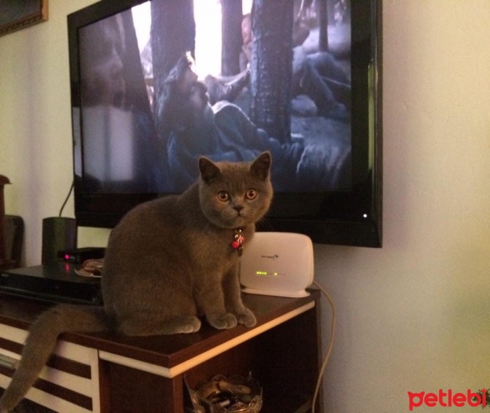 British Shorthair, Kedi  duman fotoğrafı