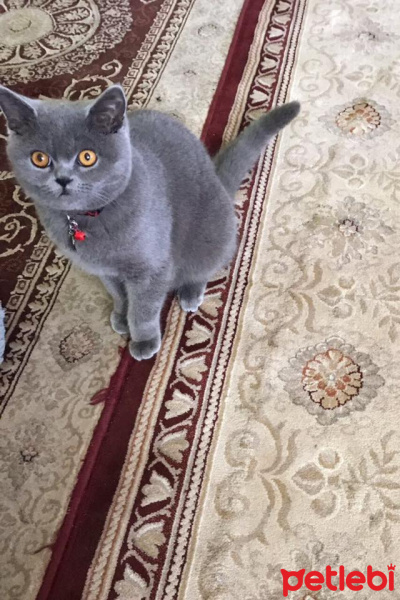 British Shorthair, Kedi  duman fotoğrafı