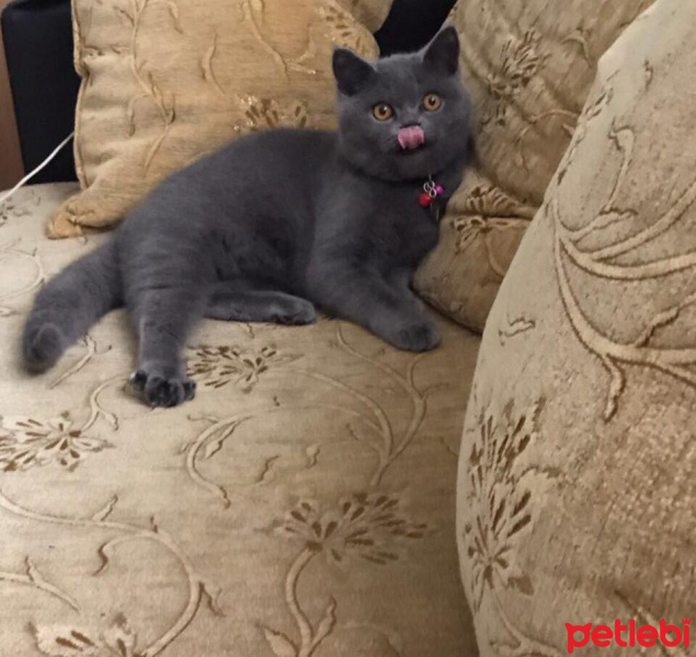 British Shorthair, Kedi  duman fotoğrafı