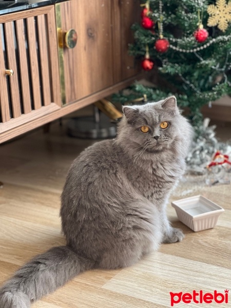 British Longhair, Kedi  Elice fotoğrafı