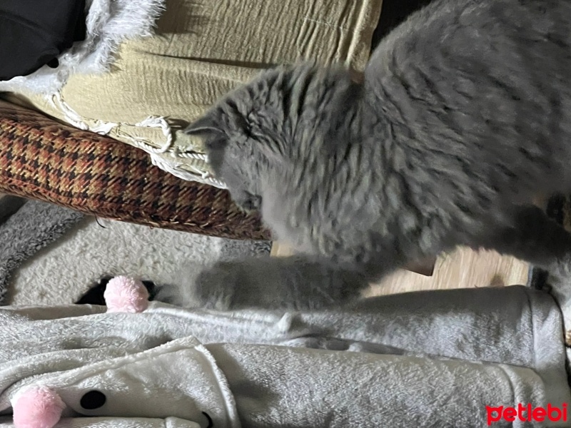British Longhair, Kedi  Elice fotoğrafı