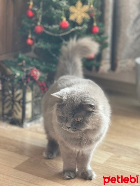 British Longhair, Kedi  Elice fotoğrafı