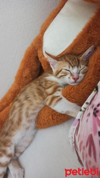 Sarman, Kedi  Mia fotoğrafı