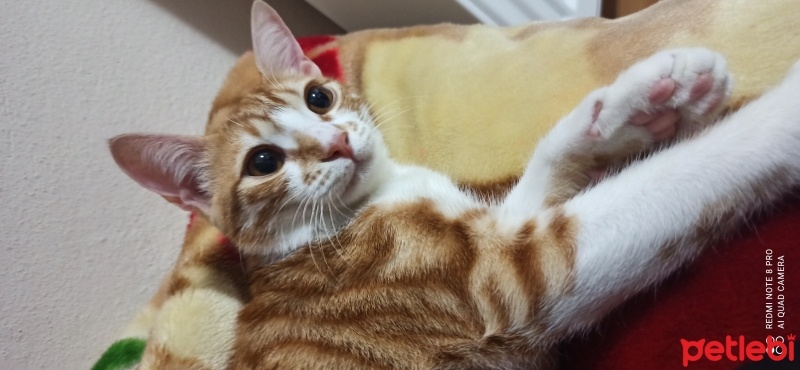 Sarman, Kedi  Mia fotoğrafı