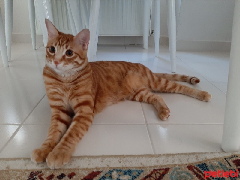 Sarman, Kedi  Çakıl fotoğrafı