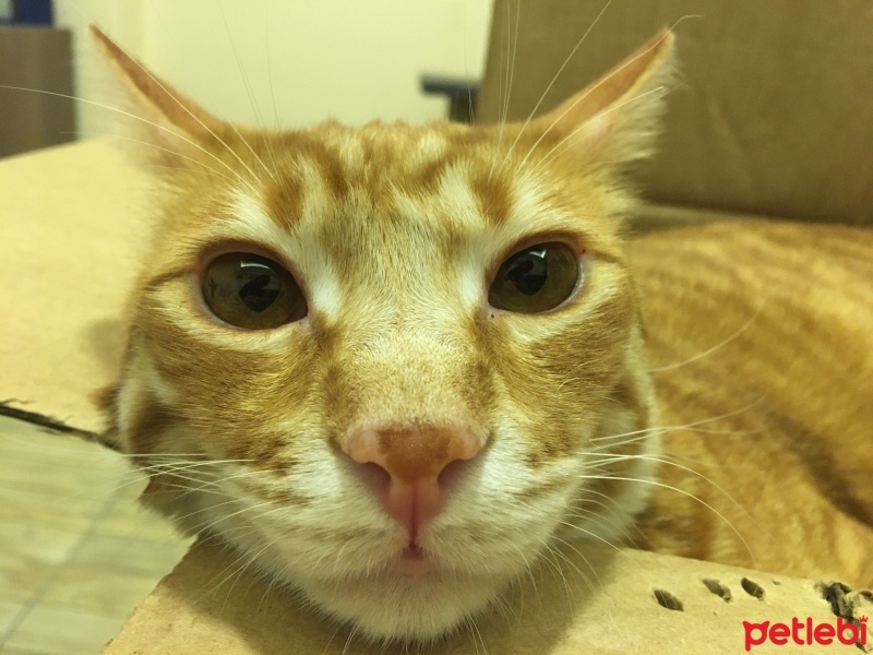 Sarman, Kedi  Çakıl fotoğrafı