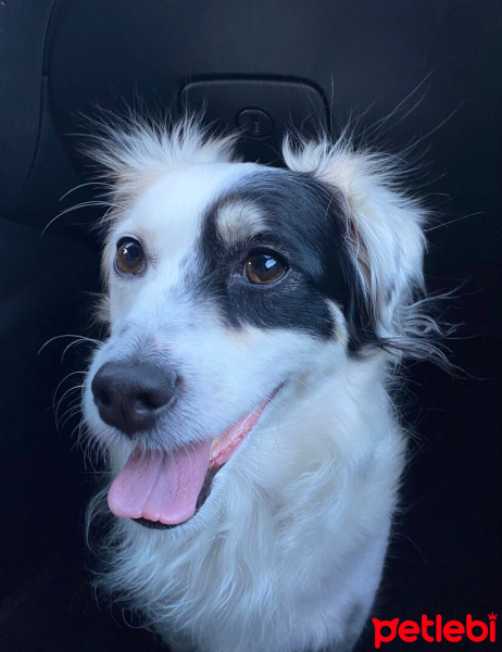 Border Collie, Köpek  Luna fotoğrafı