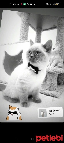 British Shorthair, Kedi  Pamuk ve Duman fotoğrafı
