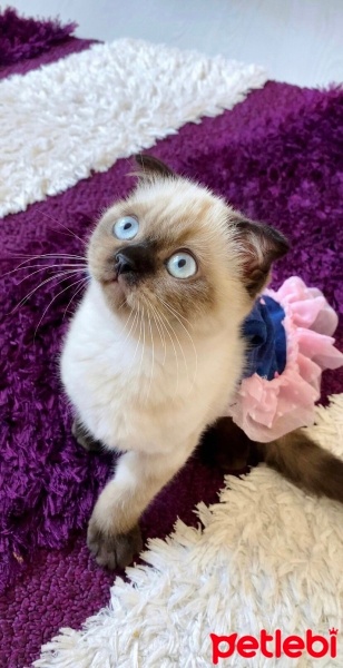 Scottish Fold, Kedi  Karamel fotoğrafı
