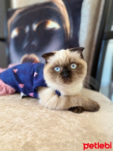 Scottish Fold, Kedi  Karamel fotoğrafı