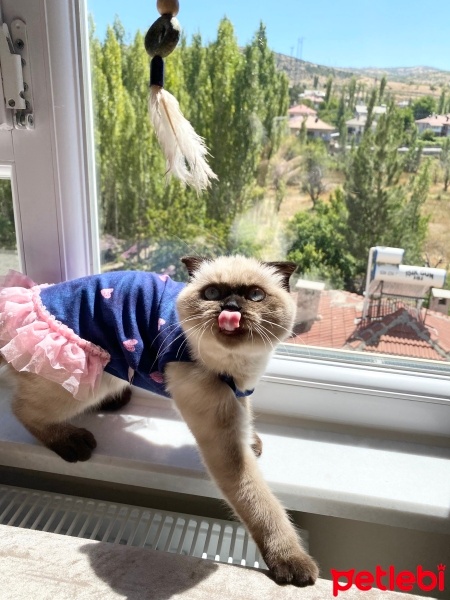 Scottish Fold, Kedi  Karamel fotoğrafı