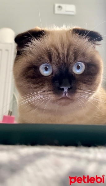 Scottish Fold, Kedi  Karamel fotoğrafı