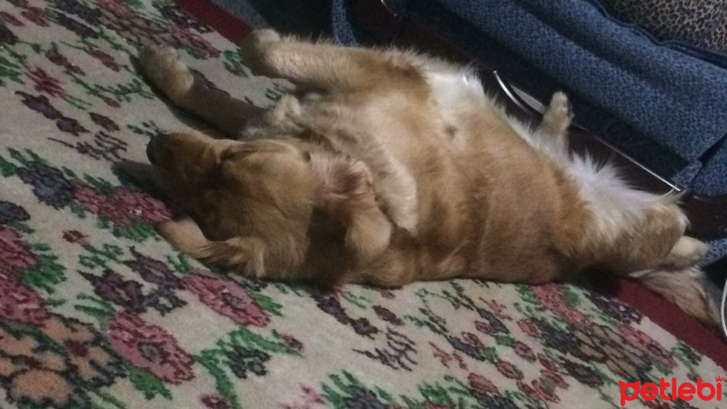 Golden Retriever, Köpek  Miya  fotoğrafı
