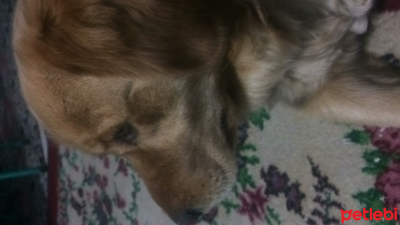 Golden Retriever, Köpek  Miya  fotoğrafı