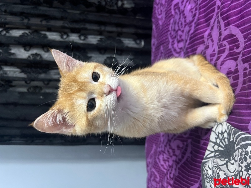British Shorthair, Kedi  CESUR fotoğrafı