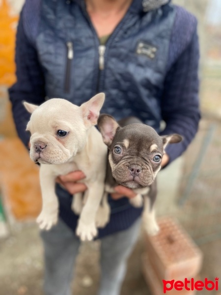 Fransız Bulldog, Köpek  boby fotoğrafı