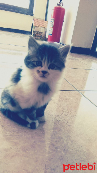 British Shorthair, Kedi  ... fotoğrafı