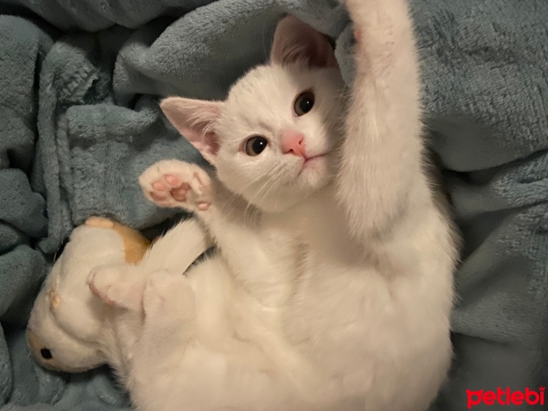 European Shorthair, Kedi  Mia fotoğrafı