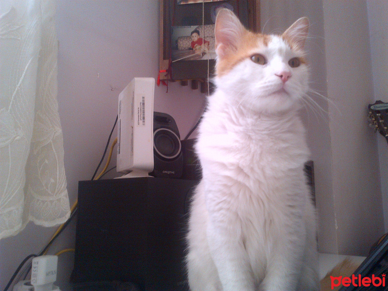 Snowshoe (Karayak), Kedi  Pati fotoğrafı