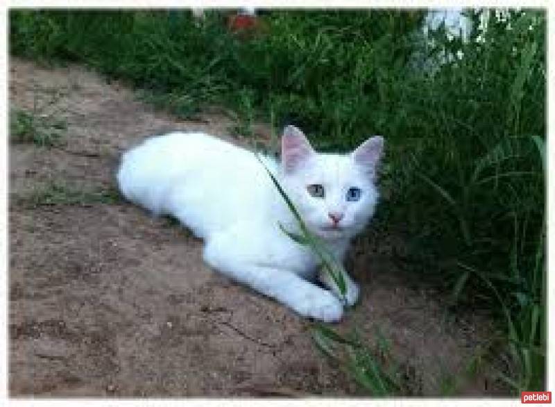 Van Kedisi, Kedi  bicir fotoğrafı