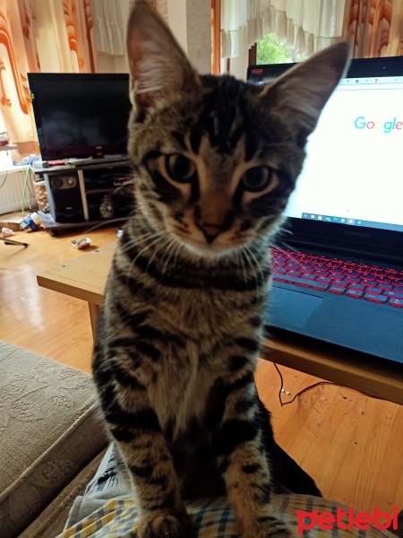 Tekir Kedi, Kedi  Zeytin fotoğrafı