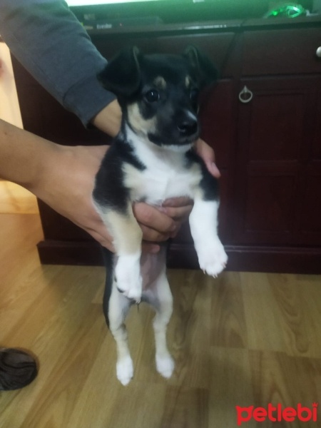 Minyatür Pinscher, Köpek  Lora fotoğrafı