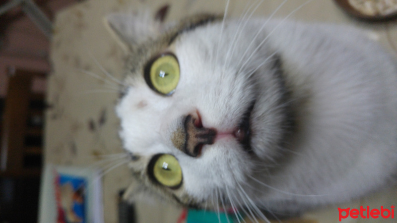 Tekir Kedi, Kedi  Mobw fotoğrafı