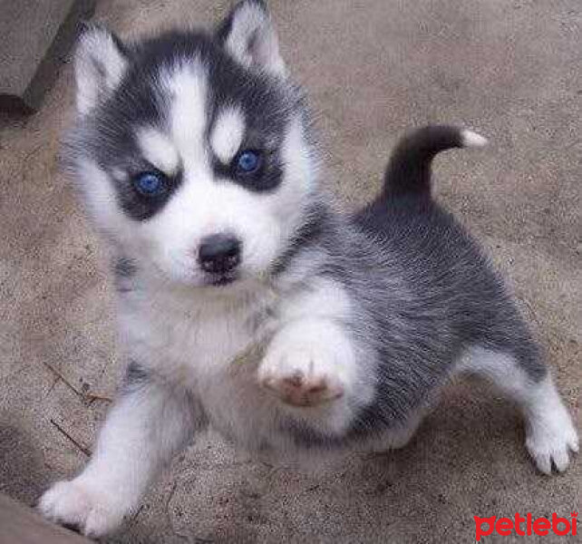 Sibirya Kurdu (Husky), Köpek  paşa fotoğrafı