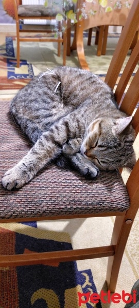 British Shorthair, Kedi  Prenses fotoğrafı