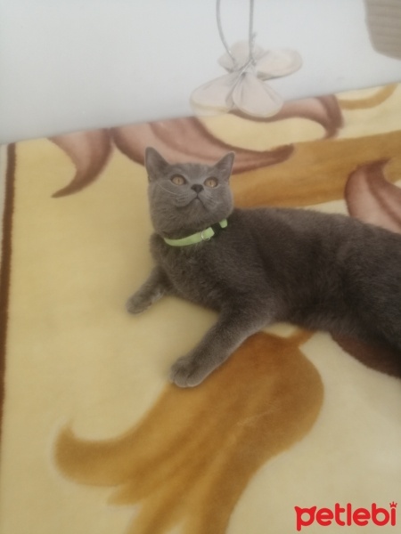 British Shorthair, Kedi  Mia fotoğrafı