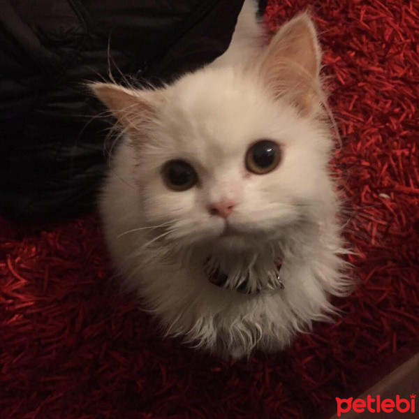 İran Kedisi (Persian), Kedi  sütlaç  fotoğrafı