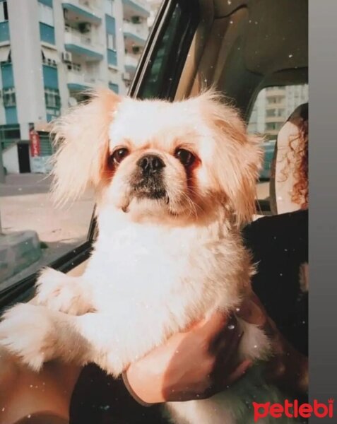 Pekingese, Köpek  Paşa fotoğrafı