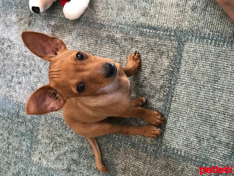 Minyatür Pinscher, Köpek  Oskar fotoğrafı