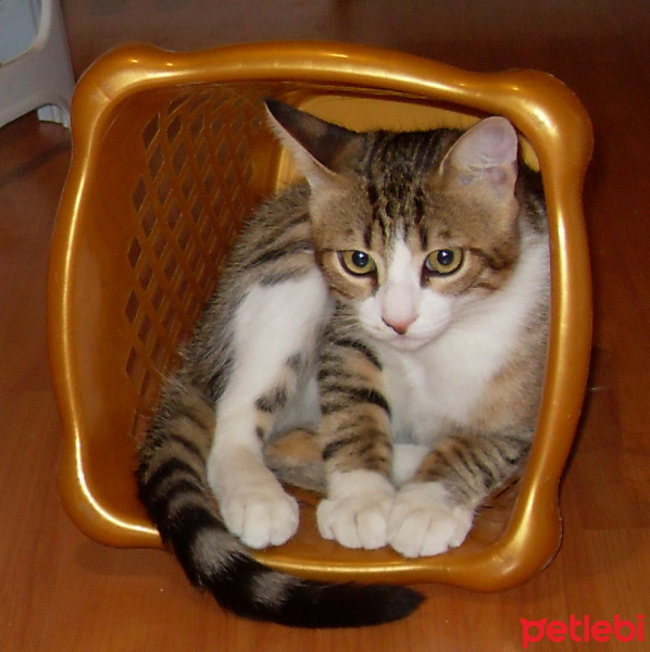Tekir Kedi, Kedi  Prens ve Bal fotoğrafı
