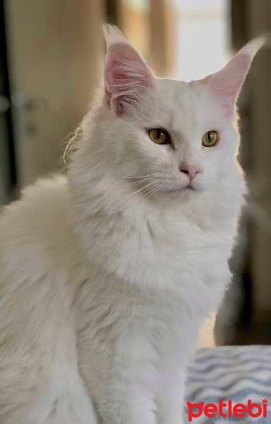 Maine Coon, Kedi  Antalya fotoğrafı