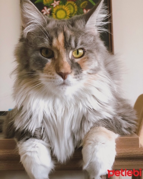Maine Coon, Kedi  Alesya fotoğrafı