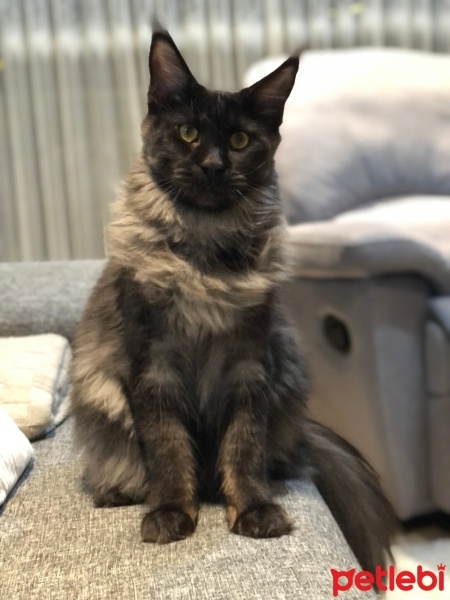 Maine Coon, Kedi  Jafar fotoğrafı