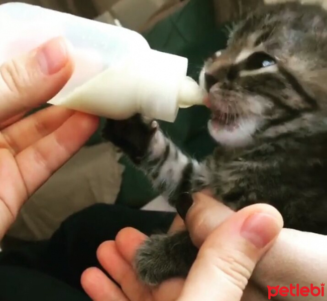 Tekir Kedi, Kedi  minnoş fotoğrafı