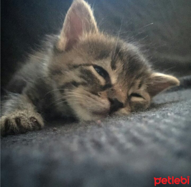 Tekir Kedi, Kedi  minnoş fotoğrafı