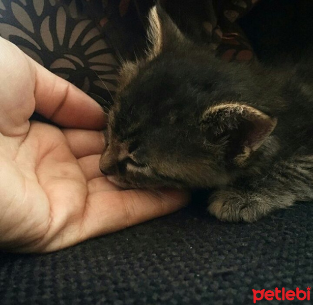 Tekir Kedi, Kedi  minnoş fotoğrafı