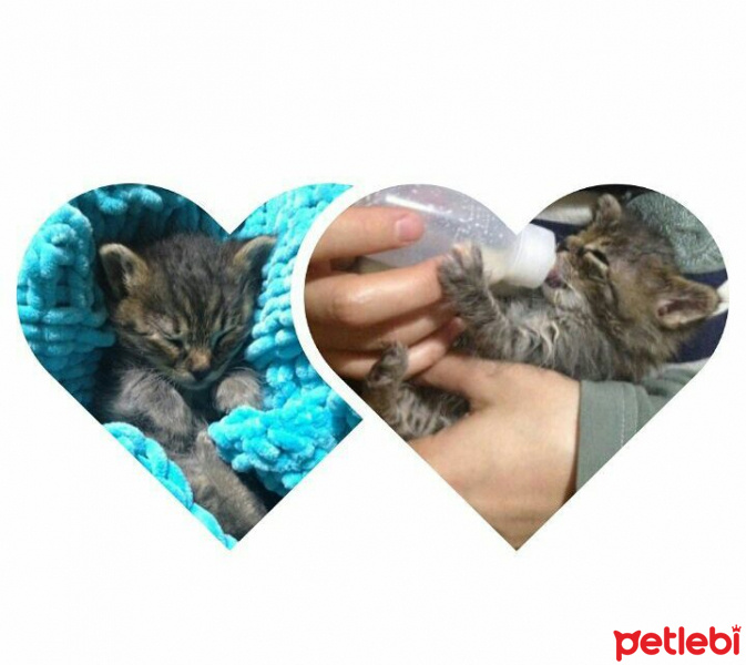 Tekir Kedi, Kedi  minnoş fotoğrafı