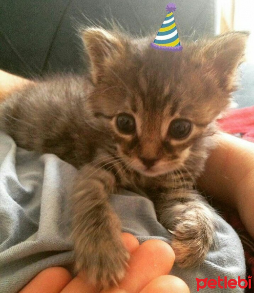 Tekir Kedi, Kedi  minnoş fotoğrafı