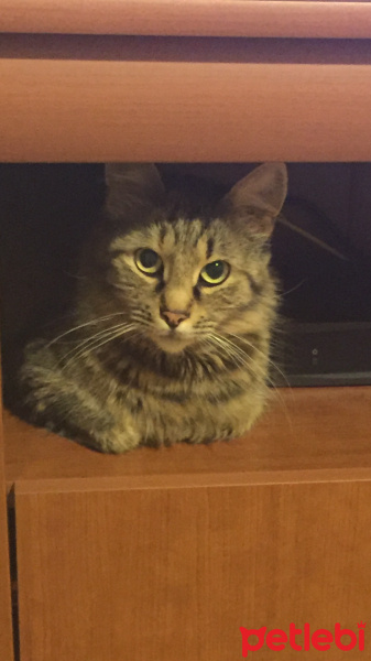 Tekir Kedi, Kedi  Kızım fotoğrafı